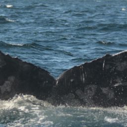Fluke of CRC-15141