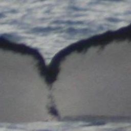 Fluke of HW-MN0905852