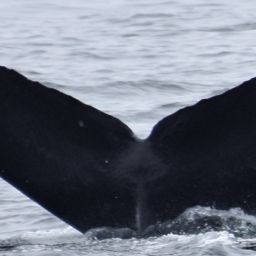 Fluke of CRC-11835