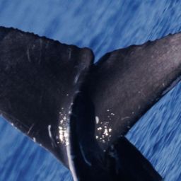 Fluke of 2025-2026 calf of HW-MN0420438
