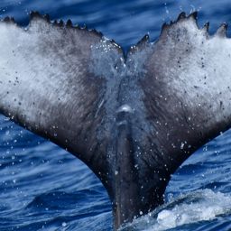 Fluke of HW-MN0524898