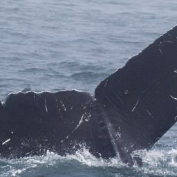 Fluke of CRC-17097