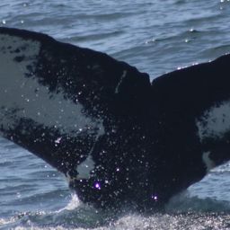 Fluke of Venom