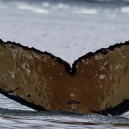 Fluke of HW-MN1308761