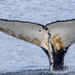 Fluke of HW-MN1308776