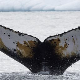 Fluke of HW-MN1308778