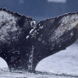 Fluke of HW-MN1308788