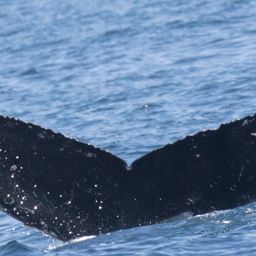 Fluke of CRC-17596