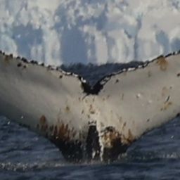 Fluke of HW-MN1308814