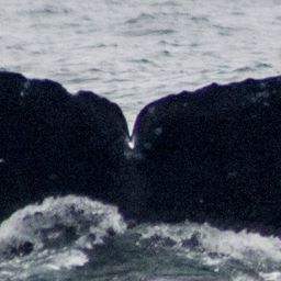 Fluke of CRC-10068