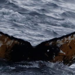 Fluke of HW-MN1308843