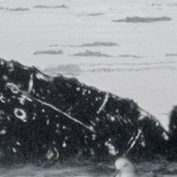 Fluke of HW-MN1308851