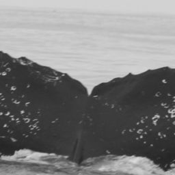 Fluke of CRC-11353