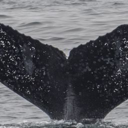 Fluke of CRC-10956