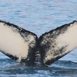 Fluke of HW-MN0104560