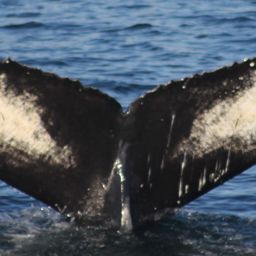 Fluke of HW-MN0104561
