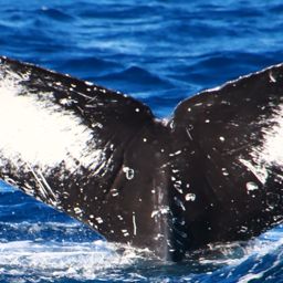 Fluke of HW-MN0524904