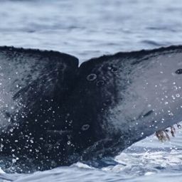 Fluke of CRC-23745