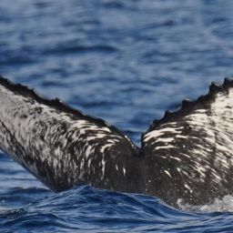 Fluke of HW-MN0524918