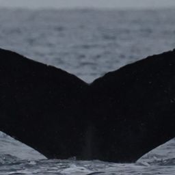 Fluke of HW-MN0524926