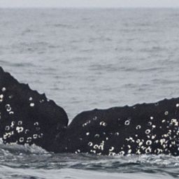Fluke of CRC-11866
