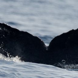 Fluke of CRC-23050