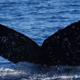 Fluke of HW-MN0524943