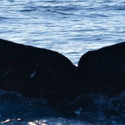 Fluke of HW-MN0524951