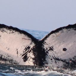 Fluke of CRC-15304