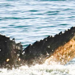 Fluke of HW-MN0806181
