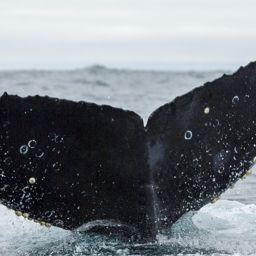Fluke of CRC-11650