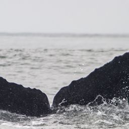 Fluke of CRC-10153