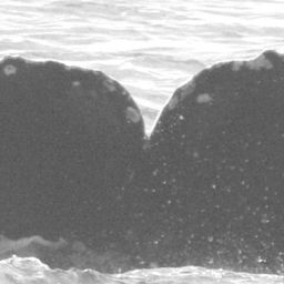 Fluke of CRC-15110