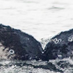 Fluke of CRC-12050