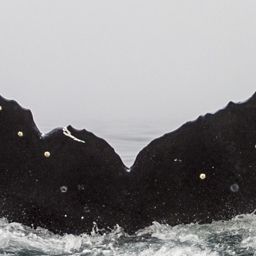 Fluke of CRC-11256