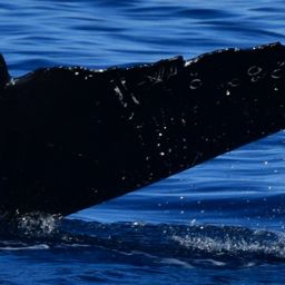 Fluke of HW-MN0524995