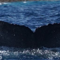 Fluke of HW-MN0525013