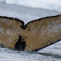 Fluke of HW-MN1301063