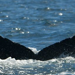 Fluke of HW-MN0525033