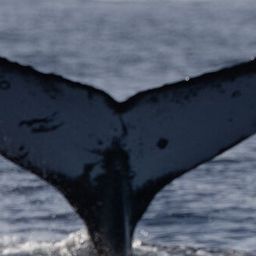 Fluke of HW-MN0525052