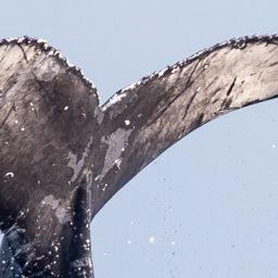 Fluke of HW-MN0525073