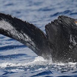Fluke of HW-MN0525082