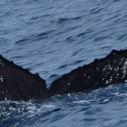 Fluke of HW-MN0525088