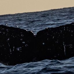 Fluke of HW-MN0525109
