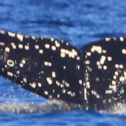 Fluke of CRC-23749