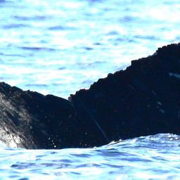 Fluke of HW-MN0525131