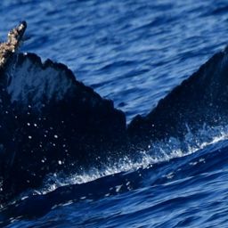 Fluke of HW-MN0525148