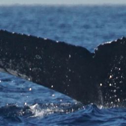 Fluke of HW-MN0525159