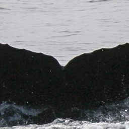 Fluke of CRC-12168