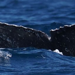 Fluke of HW-MN0525179
